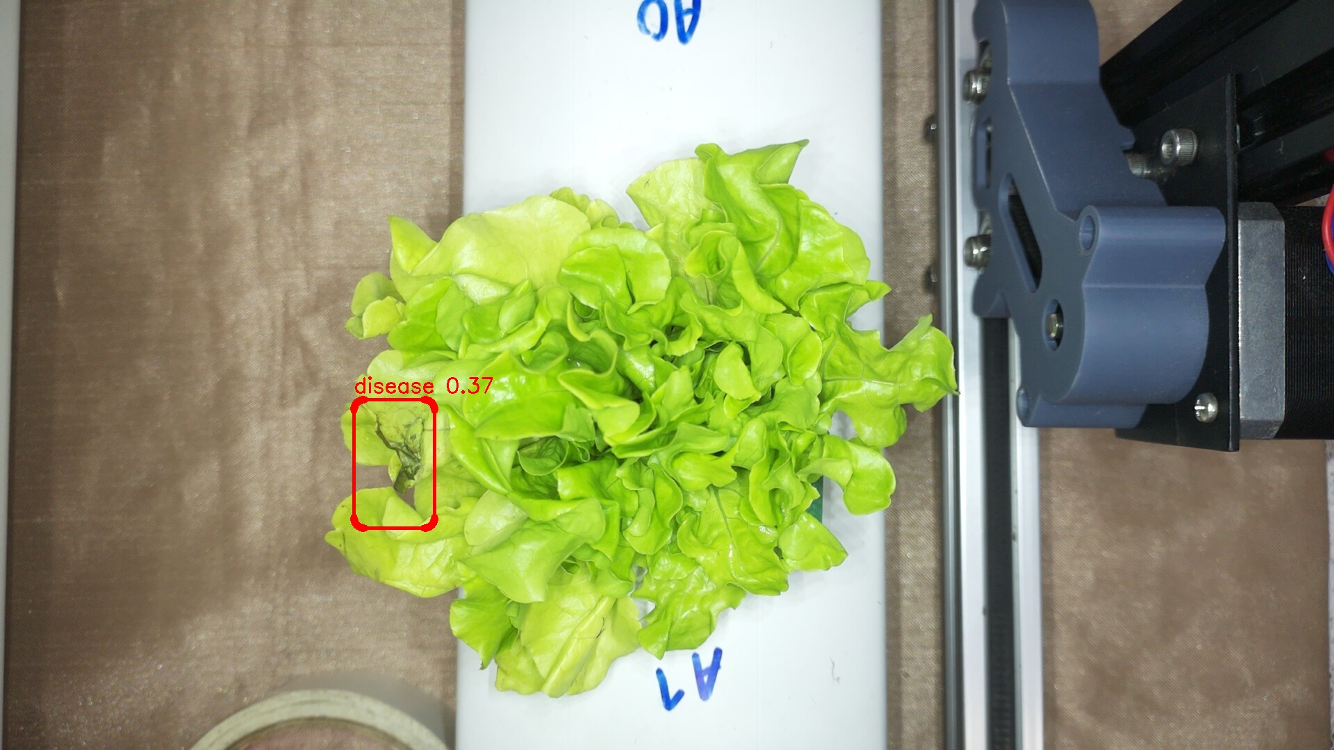 ผลการตรวจจับโรคบนใบผักด้วย YOLOv8 (ต้น A1)